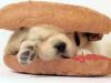 Hot dog, hamburger