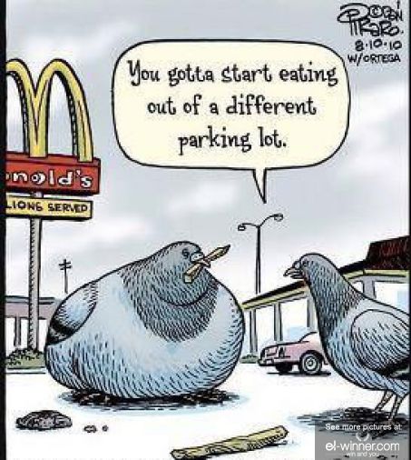 Pigeons at McDonald....