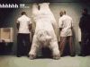 Polar bear by a urinal